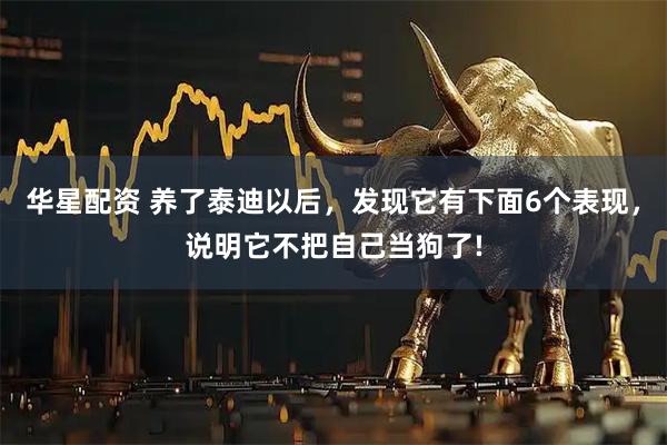华星配资 养了泰迪以后，发现它有下面6个表现，说明它不把自己当狗了!